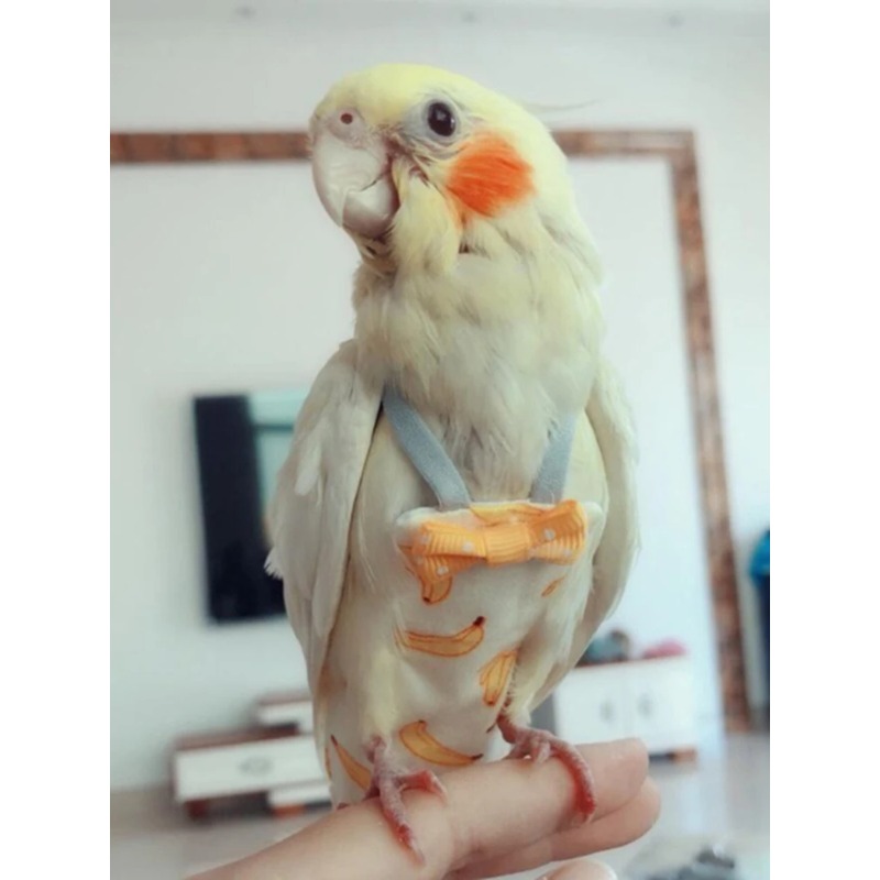 Washable Parrot Diaper Flight  - Plant Parenthood ulasan dan harga